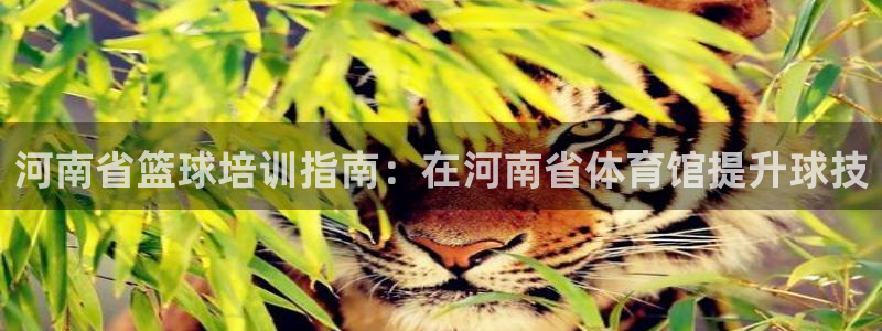 欧陆娱乐脚本怎么下载：河南省篮球培训指南：在河南省体